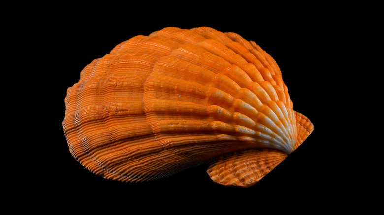 a lion's paw scallop on a black background