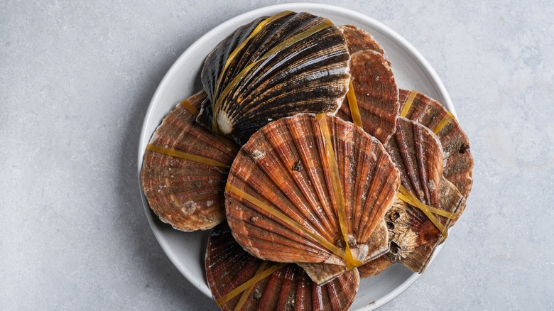 fresh king scallops in the shell on a plate on a gray background