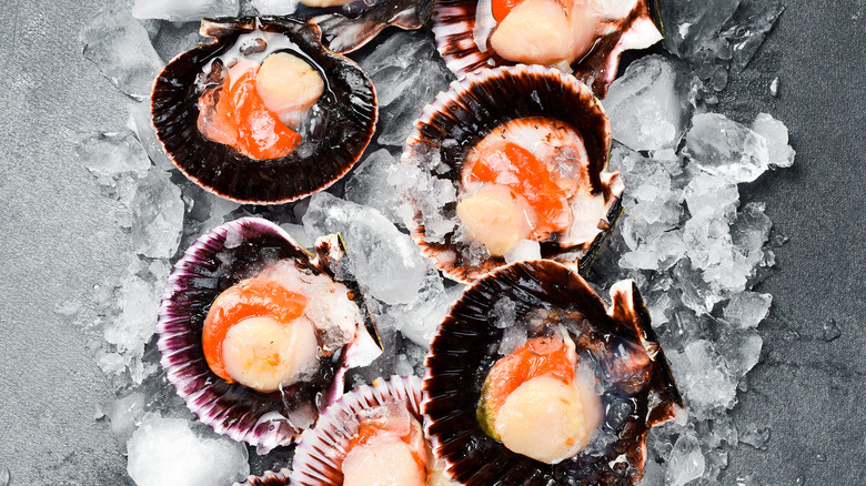 sea scallops still in the shell on ice