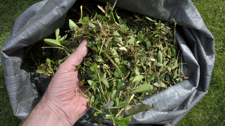 Chopped plant debris for gardening mulch.