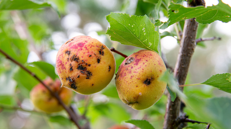 Peach tree fruit and leaves with black spots and missing chunks.