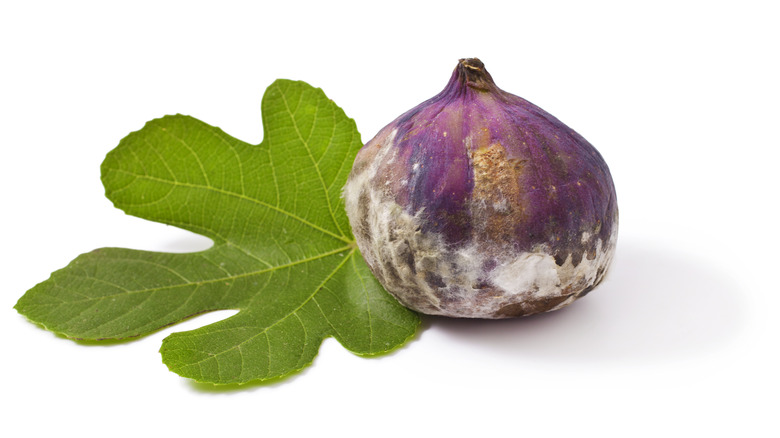 Moldy fig and leaf