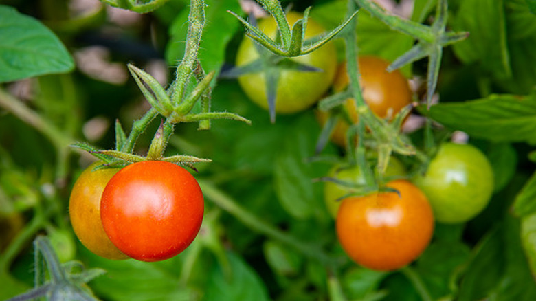 Close up of tomato plant