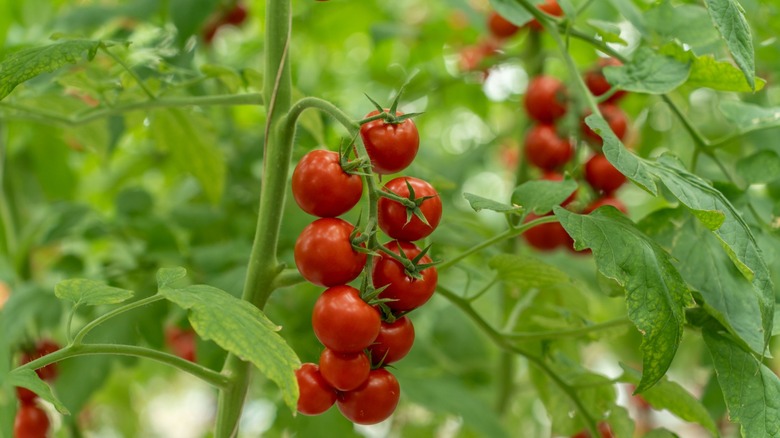 Cherry tomato plants on the vine