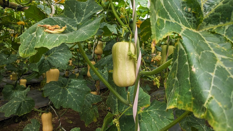 Butternut squash plant