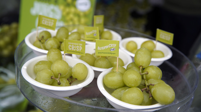 Samples of Autumncrisp grapes