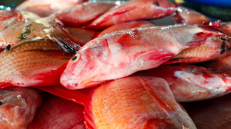 A pile of tilapia at a fish market.