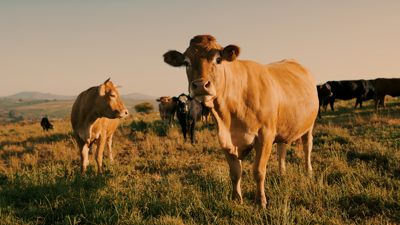 Cattle grazing on a farm