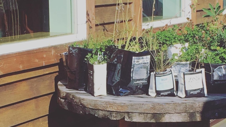 Coffee bag planters
