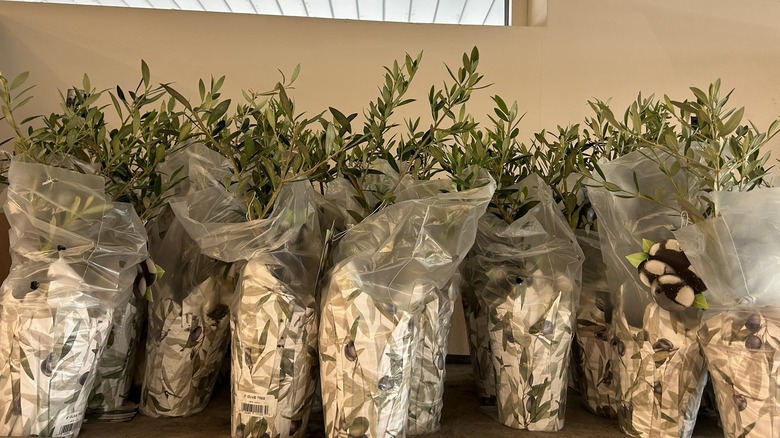 Aldi mini olive trees