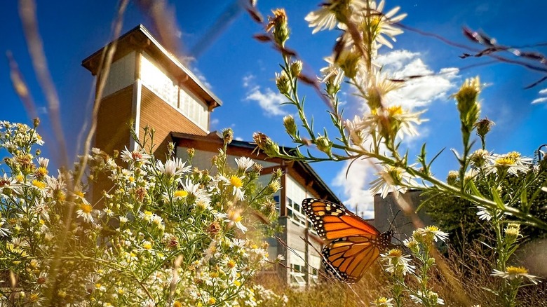 A butterfly on a flower in front of Bell's Brewery