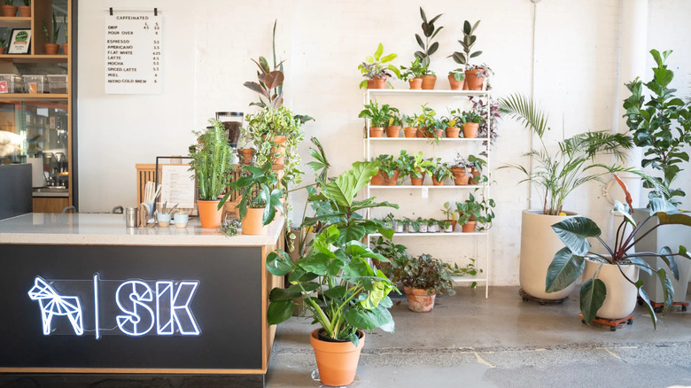 Counter area and plants at SK Coffee in Vandalia Tower
