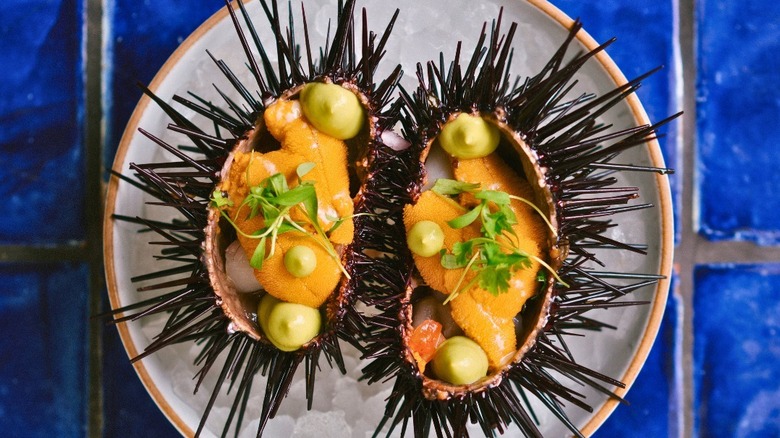 A plate of sea urchin and scallop ceviche at Holbox