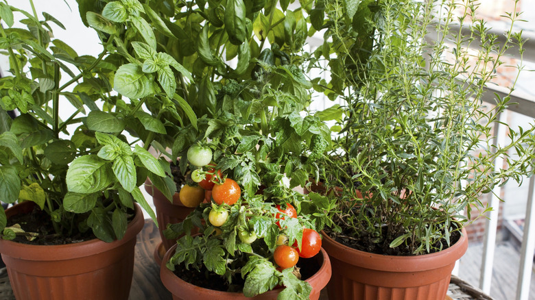 Potted tomato, basil, and other herb plants.
