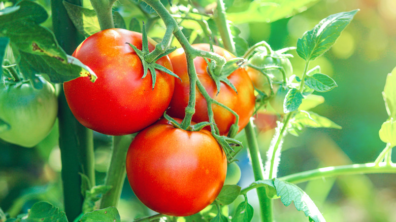 Red tomatoes growing on a vine.