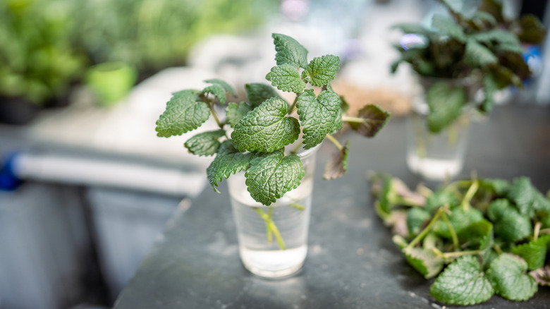 Mint cuttings in a glass of water on a table.
