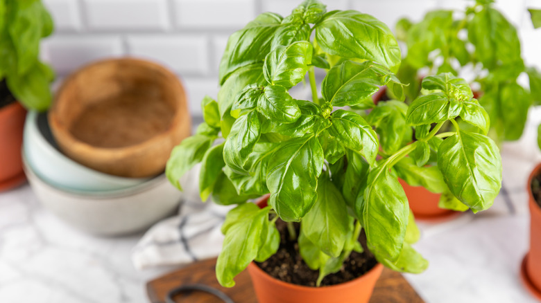 A small, potted basil plant on a countertop, bowls and more plants in the background.