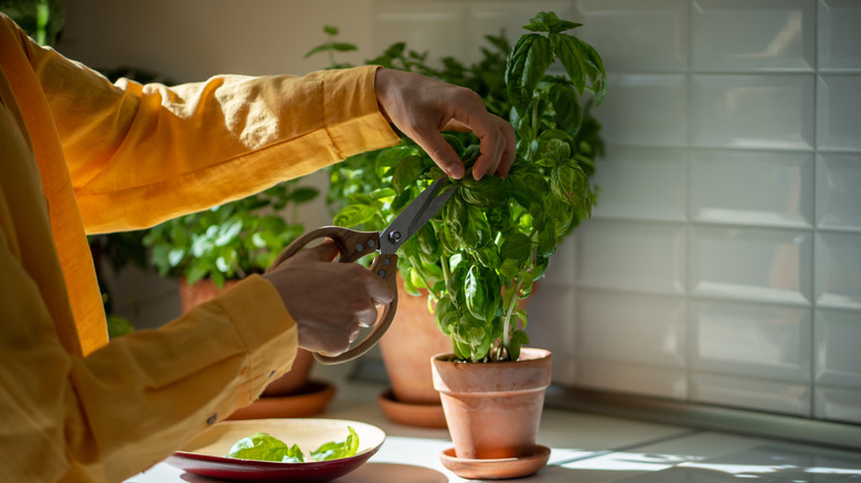Pruning a basil plant with scissors in the kitchen.