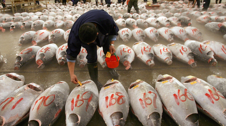 A fish inspector inspects fresh, whole prepared tuna at a market in Japan.