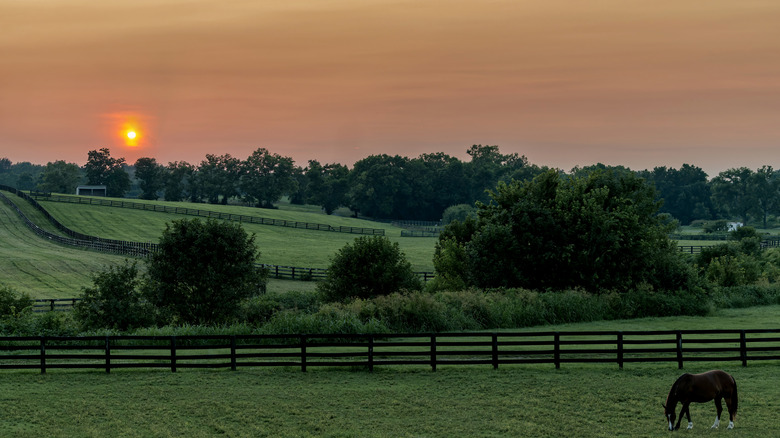 Kentucky countryside at sunset with horse feeding in the foreground