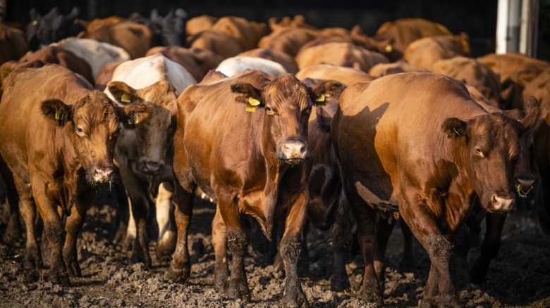 A herd of cows that will be used for beef one day walking together