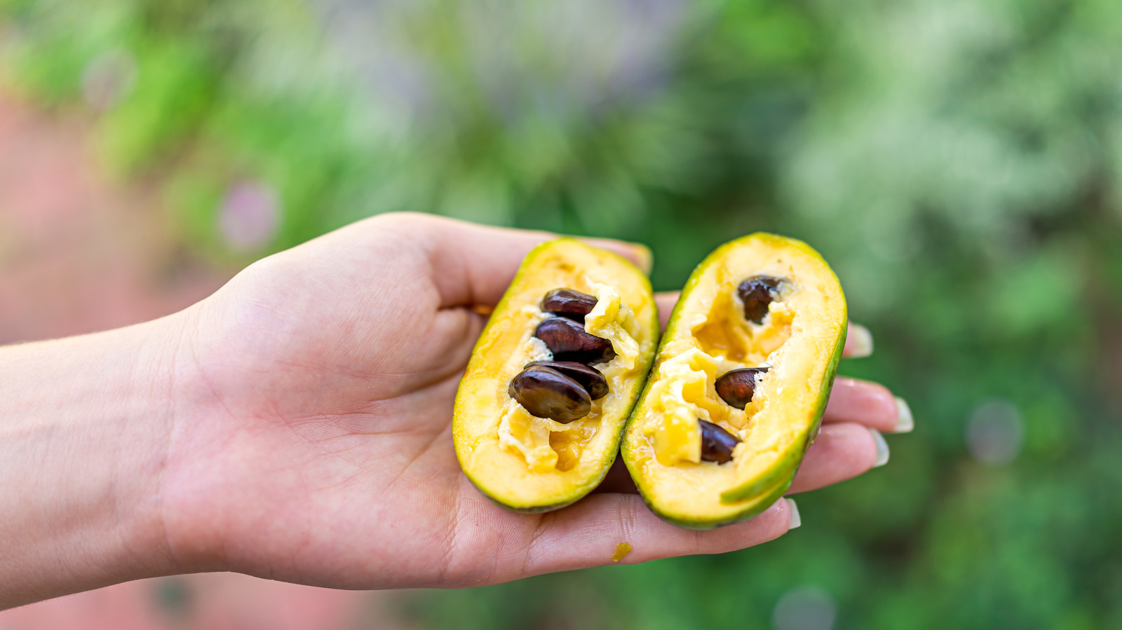 Pawpaws Are The Largest And Most Overlooked Edible Fruit In North America