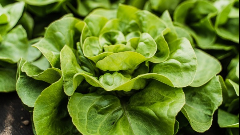 lettuce