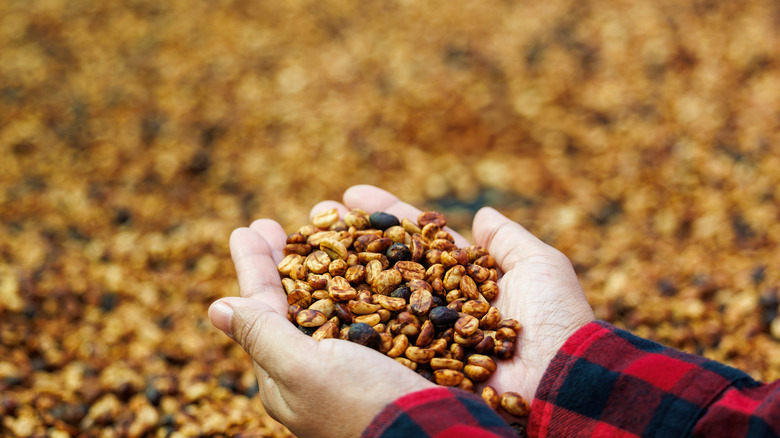 Hands holding honey-processed coffee beans