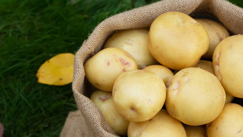 A burlap sack of Yukon Gold potatoes over grass.