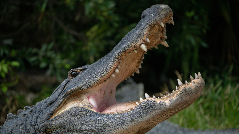 Close-up of alligator with its mouth open