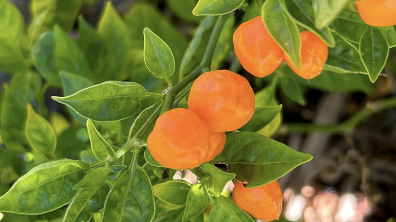 Quintisho peppers grow on a plant
