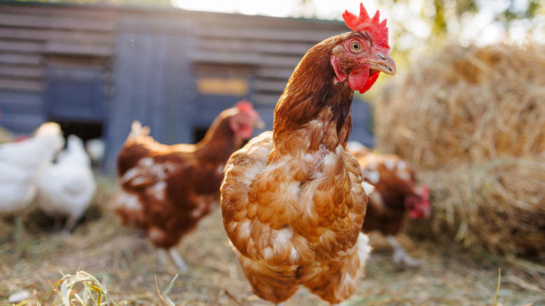 a close up of chickens at a farm