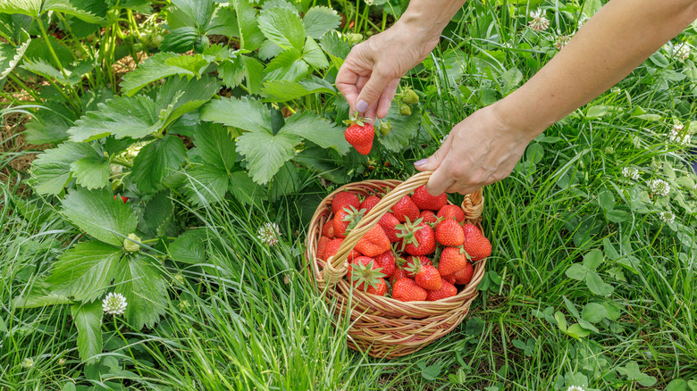 Hands pick strawberries and put them in a wicker basket