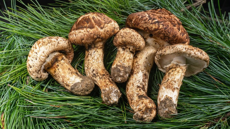 rare chinese matsutake mushrooms on pine needles