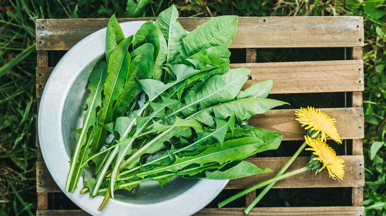 Dandelion greens on plate