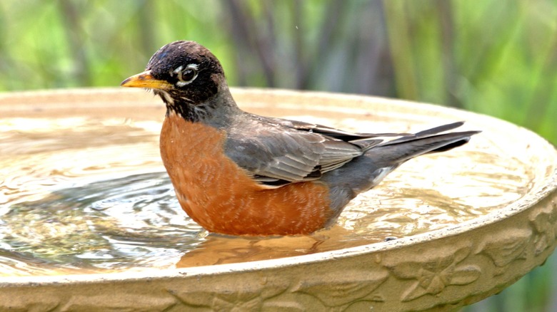A robin on the edge of a bird bath.