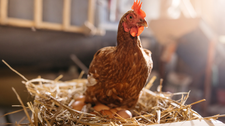 A hen sitting on eggs