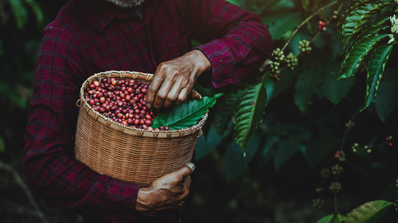 Man holds a basket of Arabica tree berries