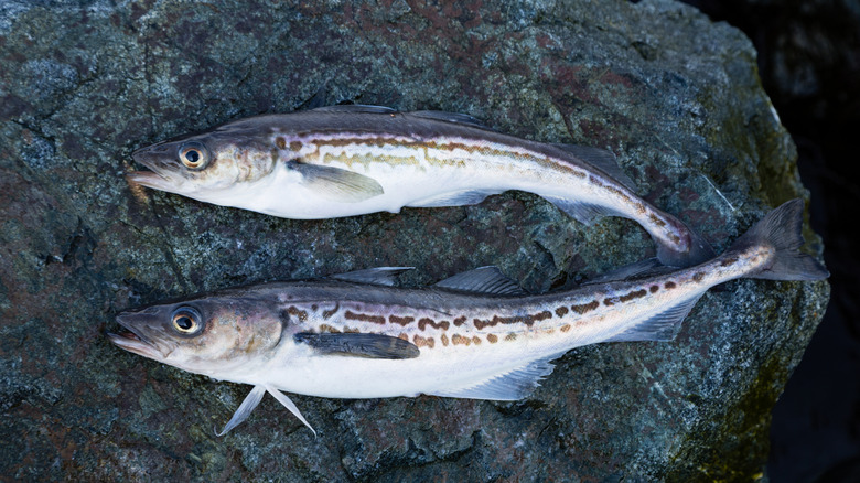 Alaskan pollock