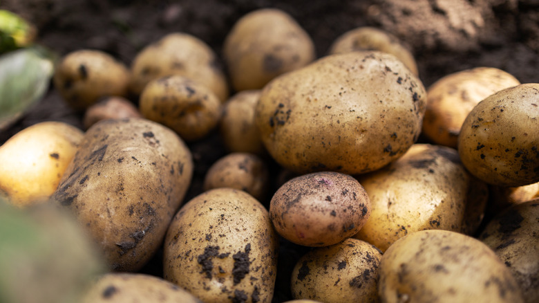Pile of potatoes in dirt.