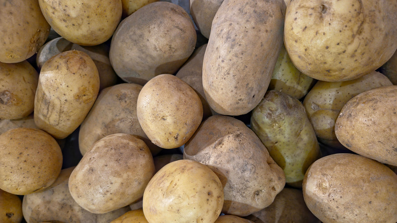 A pile of Kennebec potatoes.