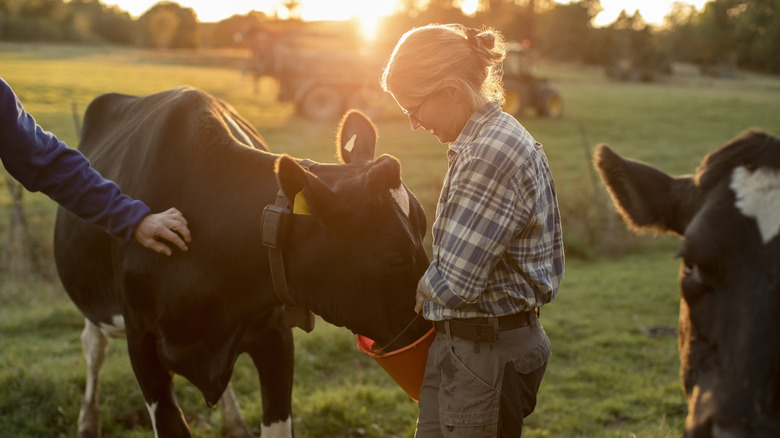 cows on farm being fed from a bucket by a woman