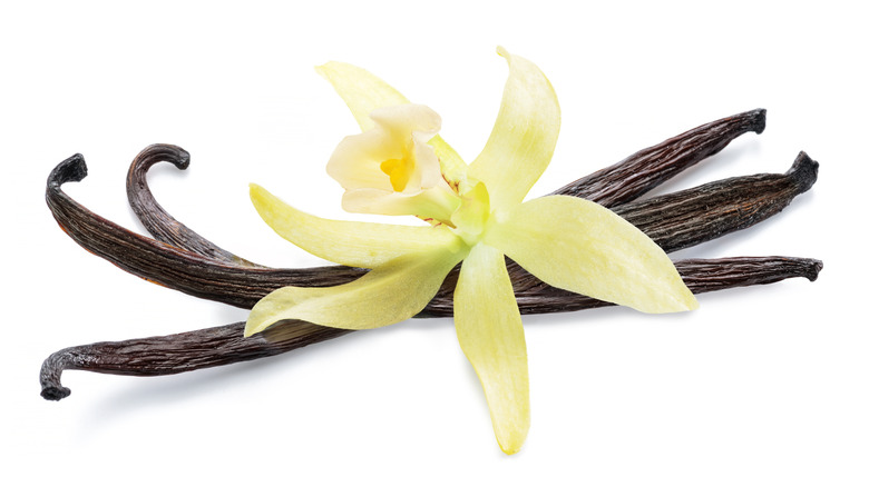 vanilla bean and flower on white background