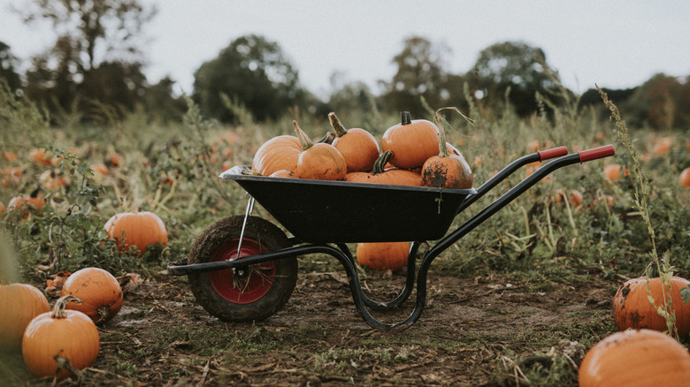 Wheelbarrow of pumpkins in field