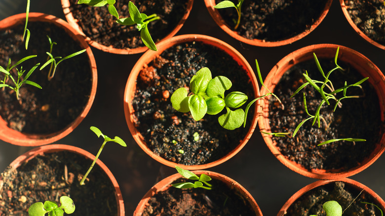 An illustrative image showing seedlings growing in pots.