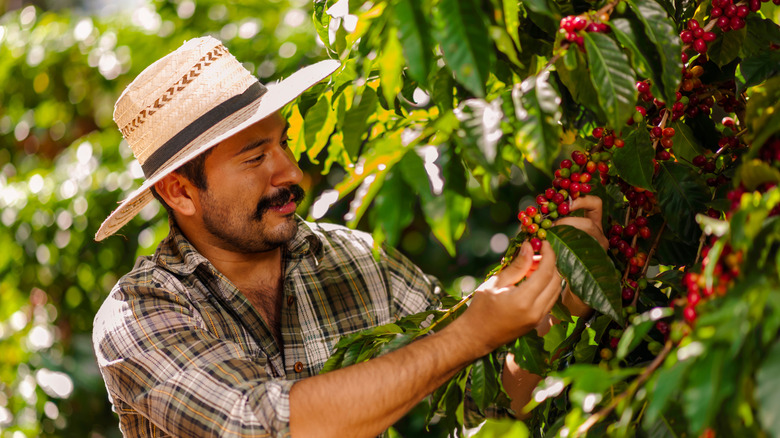 farmer picking coffee beans