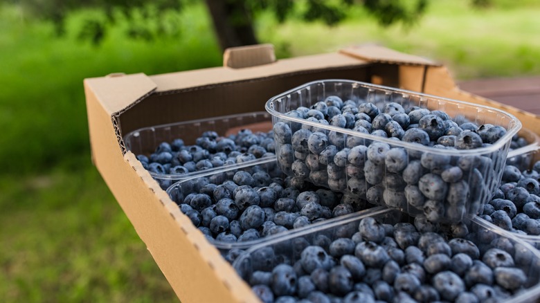 Several plastic containers of blueberries in box.