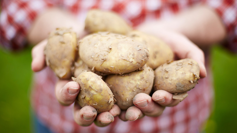 Person holding Jersey Royal potatoes