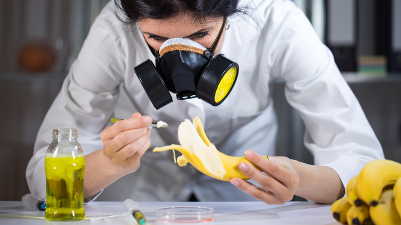 lab tech working with bananas