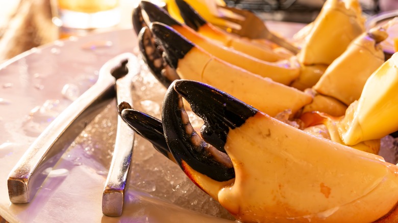 A close up of a row of stone crab claws sitting in a bowl of ice